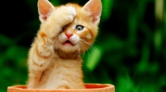 Kako razlikovati mačko od mačke: nasveti za hišne talne obloge